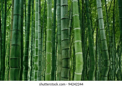 Landscape Of Bamboo Forest In Sichuan Bamboo Sea  - Taken In Sichuan, China