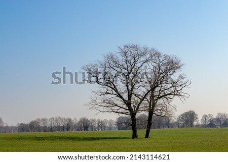 Landscape with bare tree on flat and low land, Typical Dutch polder with green meadow under blue sky, Countryside in Holland with grass field and leafless trees in early spring, Netherlands.