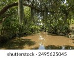 Landscape of Bayou Barataria. Louisiana. USA.