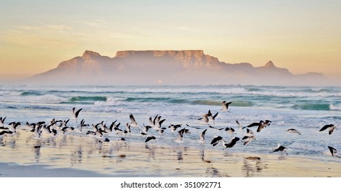 Landscape with beach and Table mountain at sunrise - Shutterstock ID 351092771