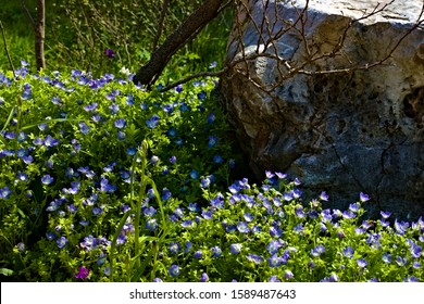 Landscape. Beautiful Cedar Elm Flowers Bloom In The Meadow. Created In Austin, TX, 03/19/2019