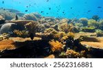 landscape beautiful scenery of coral reef underwater, coral fishes, clown fish, diversity, ecosystem, shallow sunlight, depth, 2024 december 