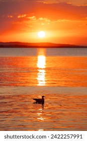 Landscape with a beautiful sunset on the Black sea in Bulgaria. A seagull bird silhouette shadow in the water. High quality photo