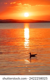 Landscape with a beautiful sunset on the Black sea in Bulgaria. A seagull bird silhouette shadow in the water. High quality photo