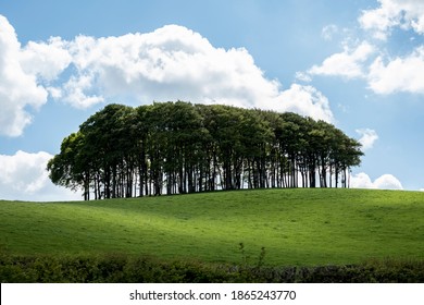 Landscape with Beech Tree copse on a hilly field under a cloudy sky. - Shutterstock ID 1865243770