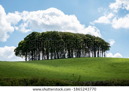 Landscape with Beech Tree copse on a hilly field under a cloudy sky.