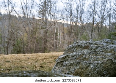 Landscape between a rock and trees