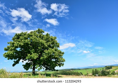 2,874 Japanese oak tree Images, Stock Photos & Vectors | Shutterstock