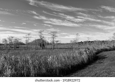 Landscape Of Big Cypress National Preserve 