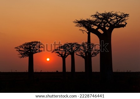 Similar – Image, Stock Photo Majestic Baobab Tree by the Shore at Praia Emilia