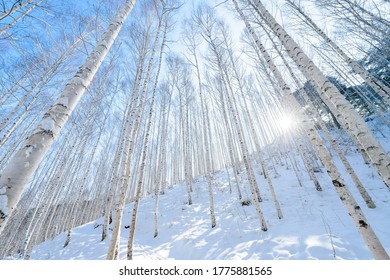 Landscape In Birch Forest In Wondae-ri, Gangwon-do, Korea