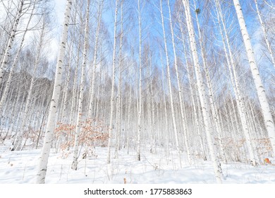 Landscape In Birch Forest In Wondae-ri, Gangwon-do, Korea