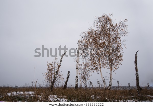 Landscape with birches, at mainly cloudy weather.\
First snow at autumn\
season.