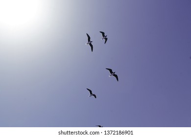 Landscape, birds flying in the blue sky. - Powered by Shutterstock