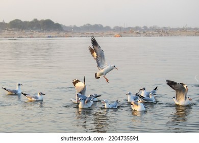 Landscape Of The Birds In The River. Siberian Bird Is Siberian White Crane. Snow Crane Is Family Of Gruidae. Siberian Crane Are Flying Over The River In Sunset. Siberian Birds In Sangam, Prayagraj.