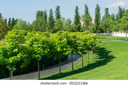 Landscape with blooming Catalpa bignonioides trees (southern catalpa, cigar tree or Indian bean tree) on green lawn. Public landscape 'Krasnodar' or 'Galitsky park' .