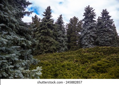 Landscape with blue spruces and juniper bushes.