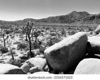 Landscape With Boulders, Joshua Trees, Desert Shrubs and Mountains in the Background Sepia Photograph - Powered by Shutterstock