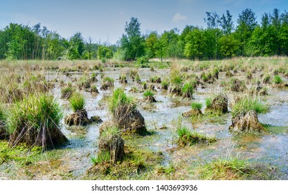 Landscape Brabant Baarle Nassau Wortelkolonie