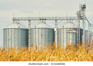Landscape. Bright nature. Elevator. Large aluminum containers for storing cereals against the blue sky and voluminous clouds. A field of golden ripe wheat. Harvest season