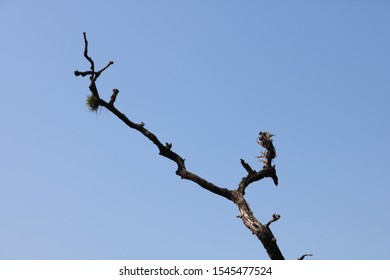 It Is The Landscape Brunches Of Tree In Kumal Lake Which Is Located In Chitwan District Nepal