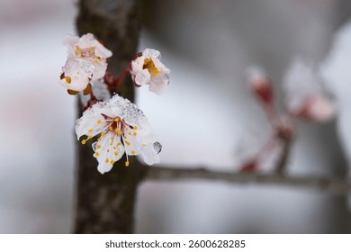 landscape with budding and blooming tree branches covered with snow