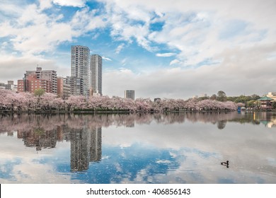 Landscape building reflection with blue sky and sakura bloom in Ueno park, Tokyo, Japan