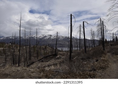 Landscape of burnt forest with mountains and lake in background. - Powered by Shutterstock