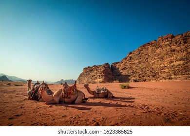 Landscape With A Camels Family In Wadi Rum Desert At Sunset, Jordan