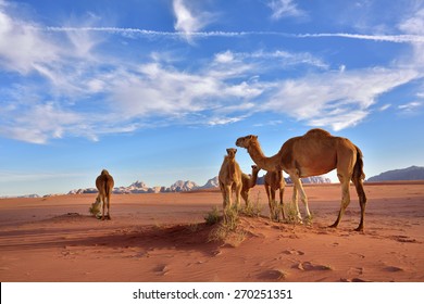 Landscape with a camels family in Wadi Rum desert at sunset, Jordan