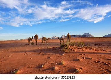 Landscape With A Camels Family In Wadi Rum Desert At Sunset, Jordan