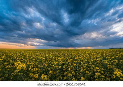 Landscape with canola field and dramatic sky. Rainy clouds in background  - Powered by Shutterstock