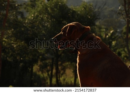 landscape with caramel dog in the sun
