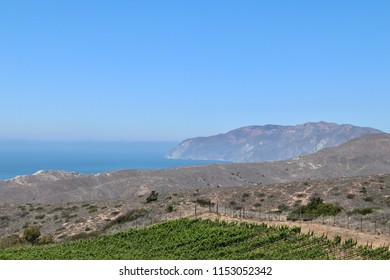 Landscape of Catalina Island showing a vineyard and the ocean 