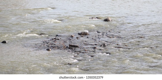 Landscape: Close Up: Water Rushing Over Stones: Gunnison River, Delta, CO (March 26, 2019)