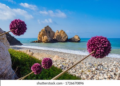 Landscape of the coast of Cyprus. Aphrodite stone on a background of pink flowers. Natural attractions of Cyprus. Petra tou Romiou. Kuklia. Pathos. The natural landscape of the Mediterranean.