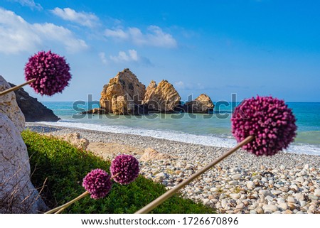 Landscape of the coast of Cyprus. Aphrodite stone on a background of pink flowers. Natural attractions of Cyprus. Petra tou Romiou. Kuklia. Pathos. The natural landscape of the Mediterranean. Foto stock © 