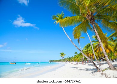 Landscape with coconut palms growing on sandy beach. Caribbean Sea, Dominican republic, Saona island coast, popular touristic resort