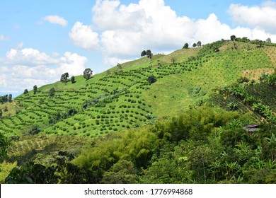 Landscape In The Coffee Axis Colombia