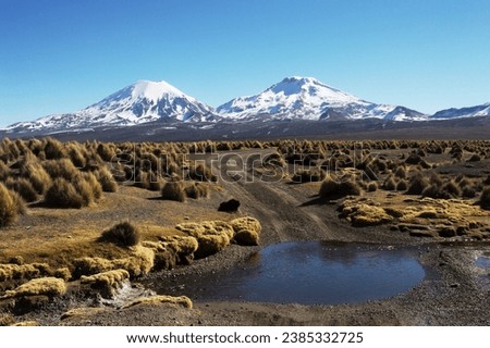 Landscape composed of a small stream, typical vegetation and the Parinacota and Pomerape volcanoes in the background