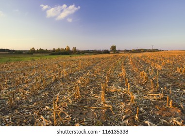 Landscape With Corn Field Stubble At Sunset