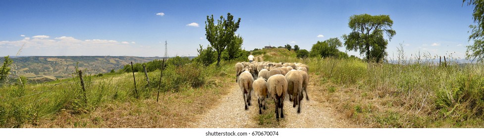 Landscape country road with sheep and shepherd - Shutterstock ID 670670074