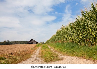 Landscape With Countryside Road, Corn Tree And Dug Fields