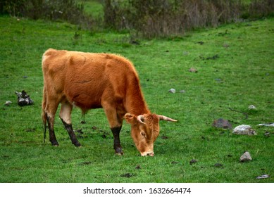 Landscape Of A Cow Grazing From The Side In Huascarán National Park