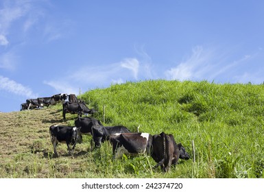 Landscape with cows                    