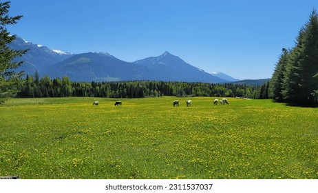 Landscape with cows grazing in green meadows between blooming flowers and snow-capped peaks, Golden BC, canada