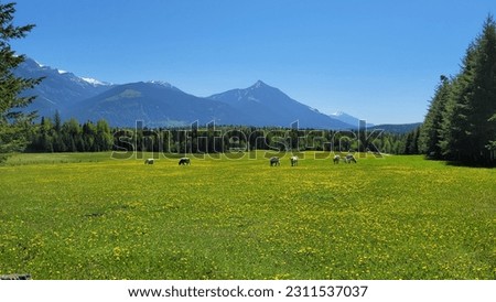 Landscape with cows grazing in green meadows between blooming flowers and snow-capped peaks, Golden BC, canada