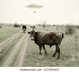 Landscape with cows and UFO
