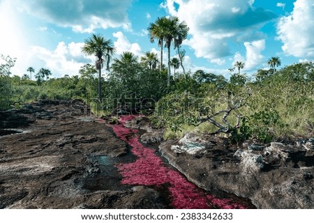 Landscape of the Caño Cristales river in the La Macarena national park. Colombia. 