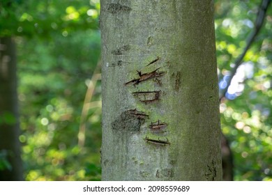 Landscape Of Cut Tree Trunk In The Forest In Kaiserslautern